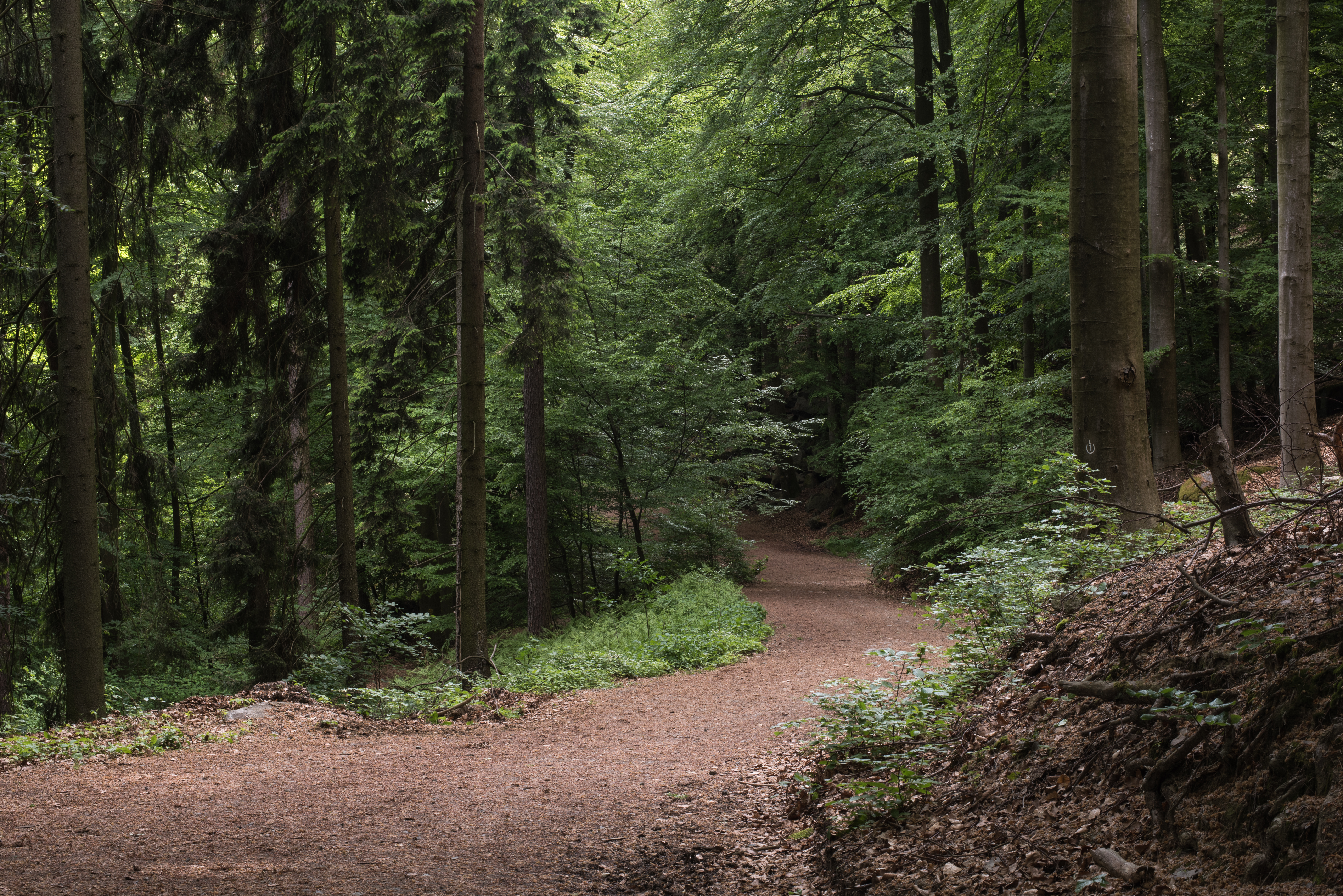 Woodland path in Devon near our mindfulness retreat locations